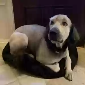 adoptable Dog in Katy, TX named Max